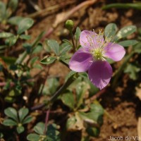 Cleome chelidonii L.f.